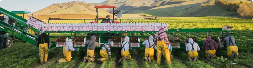 Harvesting the fields